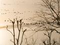 수변 산책로에서 바라본 금평저수지 청둥오리들 썸네일 이미지