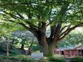 성산공원 느티나무 썸네일 이미지