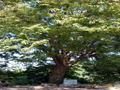성산공원 느티나무 썸네일 이미지