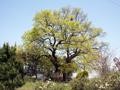 김제 행촌리 느티나무 썸네일 이미지