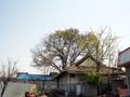 내광리 내주마을 느티나무 썸네일 이미지