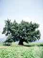 김제 행촌리 느티나무 썸네일 이미지