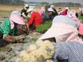 양파를 심고 있는 마을 주민들 썸네일 이미지